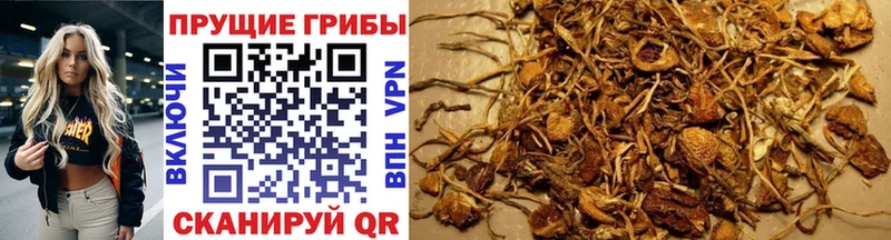 Псилоцибиновые грибы GOLDEN TEACHER  купить  цена  Беломорск 